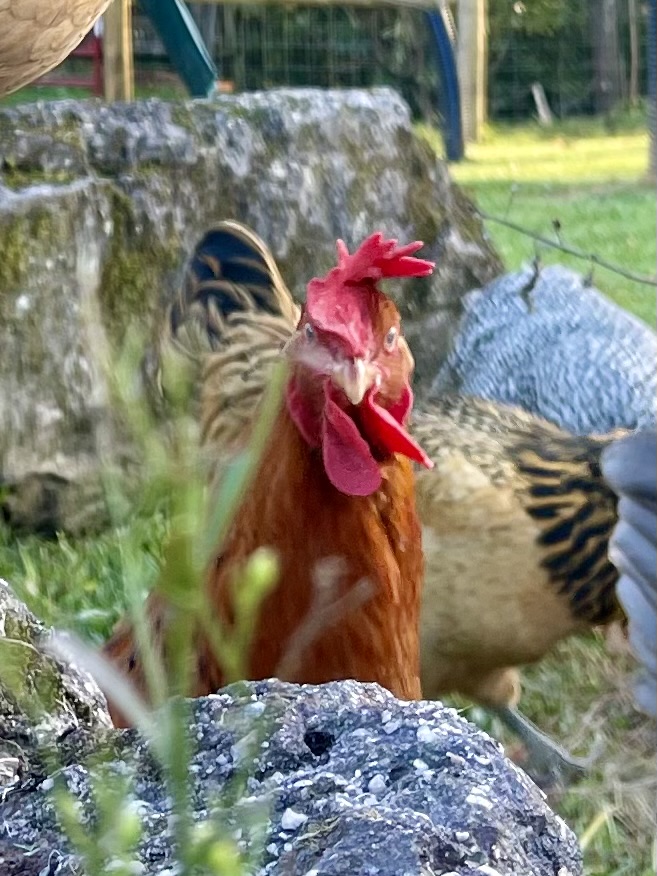 Deep Litter Method--Don’t scoop that poop from your coop! 