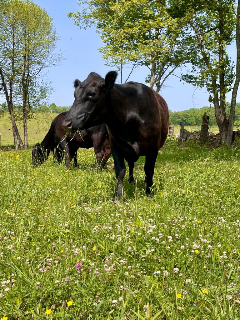 Pasture Rotation:  Because the grass really is greener on the other side.