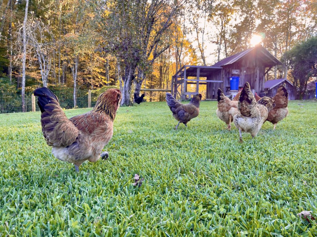 Baby Chicks -- Do I really need to create a great chickie nation?